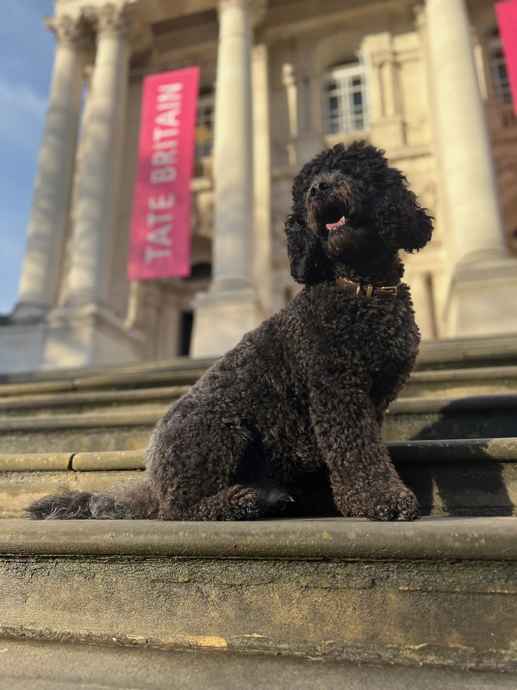 Bronx, Justin’s black Labradoodle, sitting on the steps outside Tate Britain